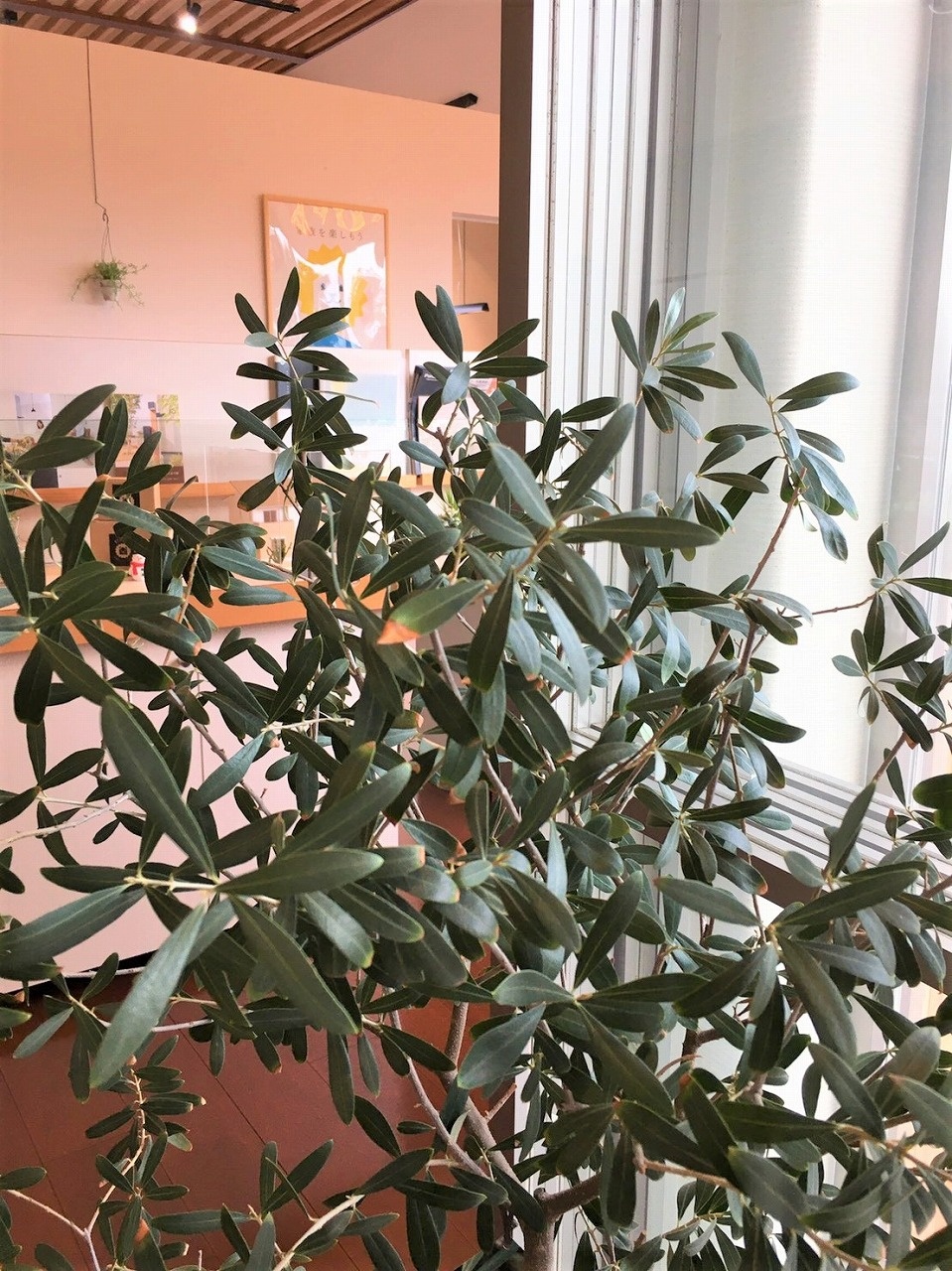 幸せを呼ぶ“ハート型のオリーブの葉”。 | 株式会社レオックス | 香川県 ...